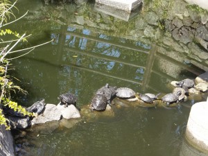 池の石の上にキレイに並んで甲羅干しする亀
