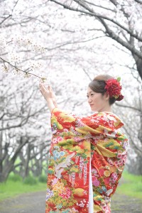 艶やかな色打掛姿の新婦が、そっと桜に手を差し伸べた写真