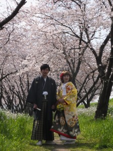 桜並木で紋付袴＆色打掛の前撮り。黄色の艶やかな色打掛が映えます。