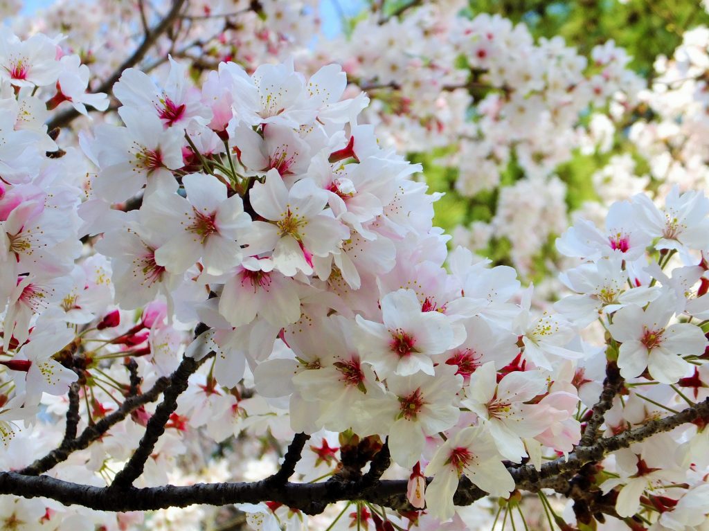 境内　桜